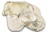 Bargain, Fossil Oreodont (Merycoidodon) Skull - South Dakota #243588-1